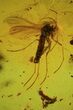 Fossil Beetle (Staphylinidae) & Fly (Diptera) In Baltic Amber #48249-1